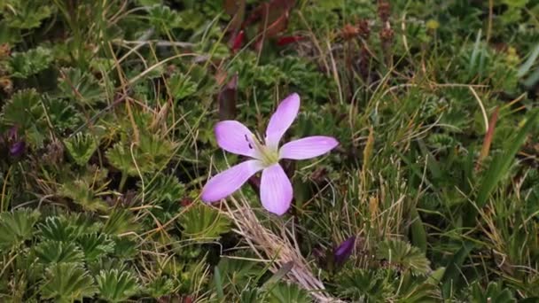 Gentian blomma i brisen — Stockvideo