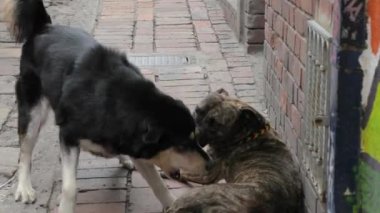 Köpekler sokakta kavga