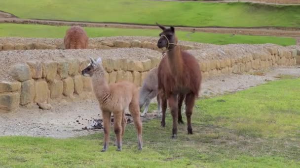Ламы на траве — стоковое видео