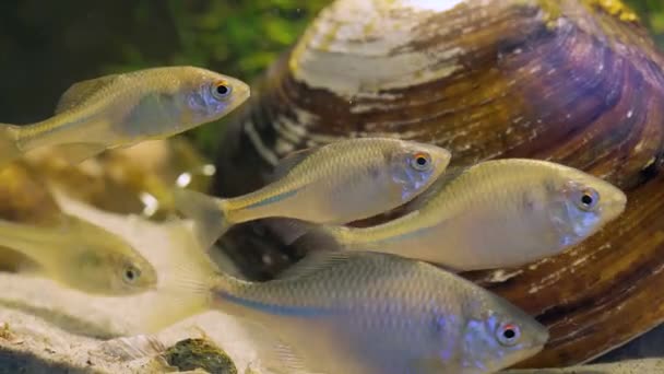 Ryby plavou pod vodou — Stock video
