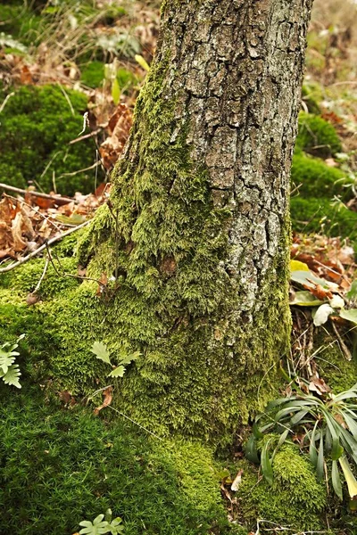 Muschio albero tronco Primo piano — Foto Stock