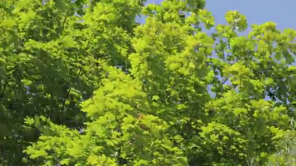 Exuberante geen árbol superior en el viento — Vídeos de Stock