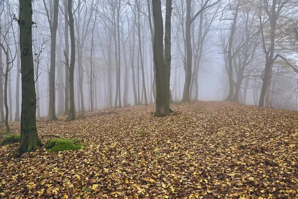 Herbstlicher Waldnebel — Stockfoto