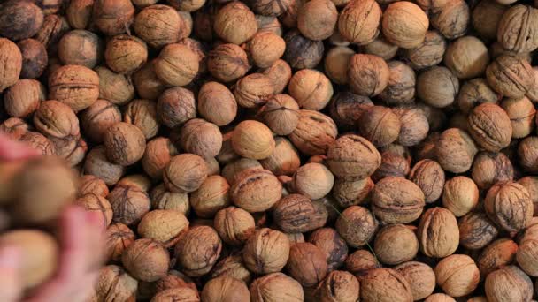Walnuts in a pile — Stock Video