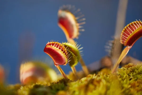 Piège à mouches de Vénus plante carnivore — Photo