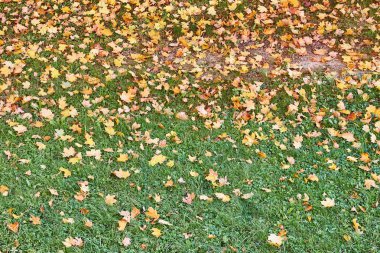 Çimlere düşen yapraklar