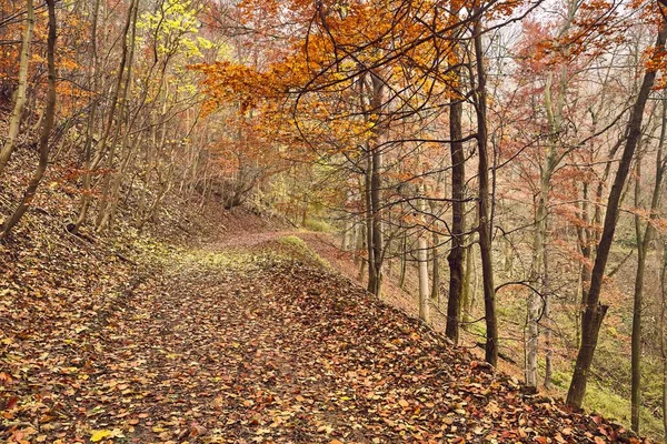 Camino del bosque otoñal — Foto de Stock