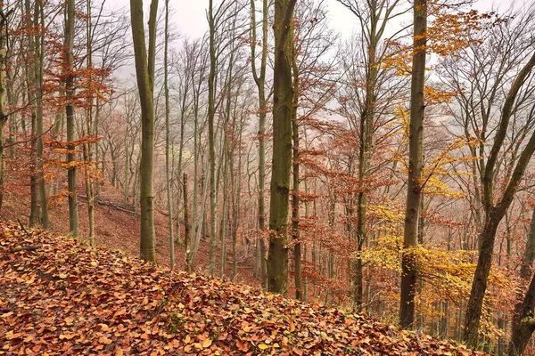 Herfst bos kleuren — Stockfoto