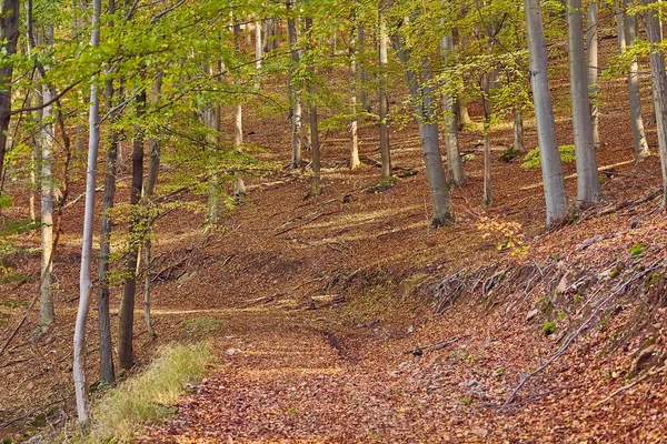 Camino del bosque otoñal — Foto de Stock