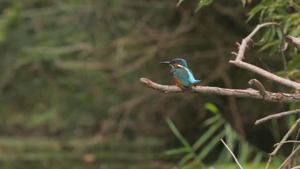 Kingfisher comum na floresta de zonas húmidas — Vídeo de Stock