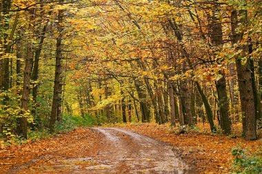Ağaçlar arasında sonbahar ormanı yolu