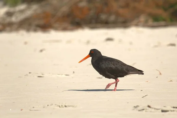 Variable oystercatcher on the shore — Stock Photo, Image