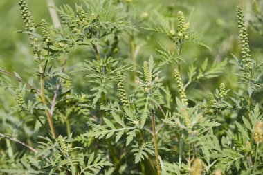 Ragweed yakın plan, genel alerji fabrikası.