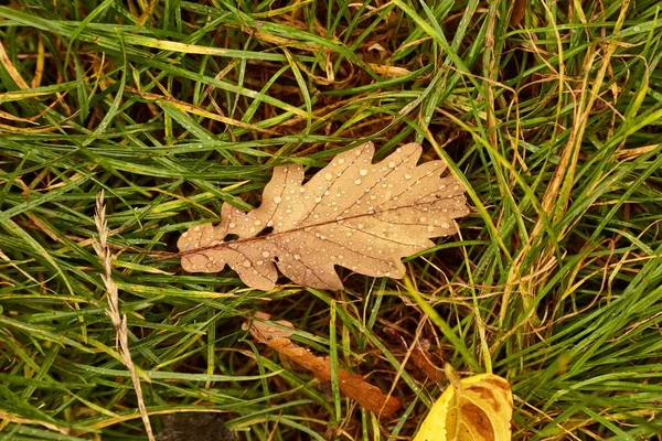 빗방울이 있는 땅의 가을 잎 — 스톡 사진