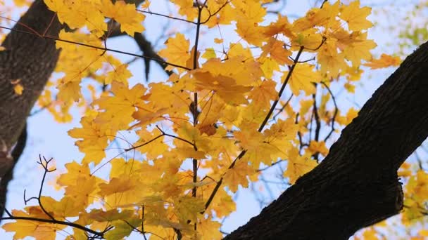Осіннє листя дерев — стокове відео