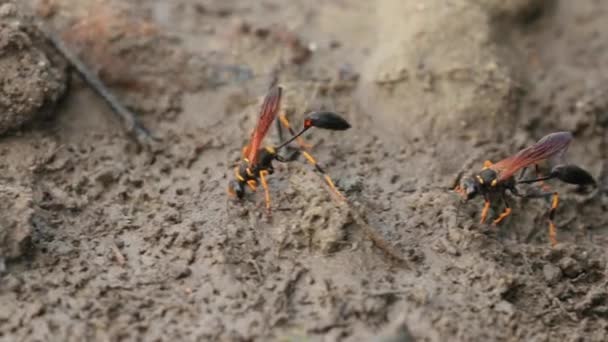 Wasps digin up mud — Stock Video