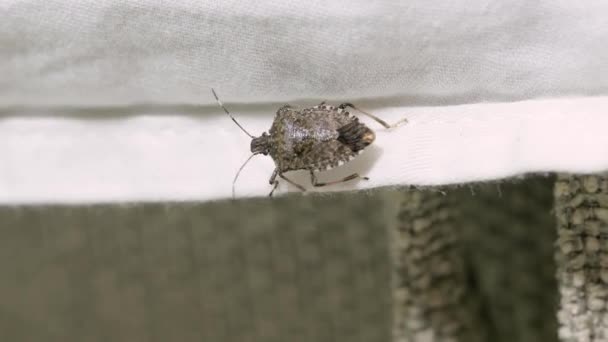 Stink bug kruipen op besheets — Stockvideo