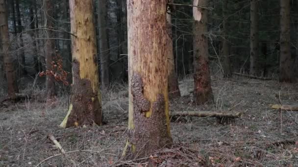 Tallträd stammar i en skog — Stockvideo