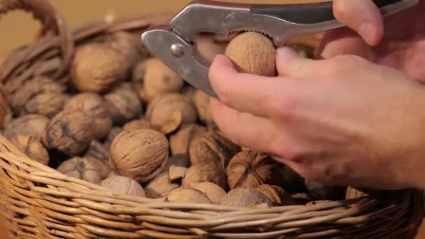Cracking nueces para comer — Vídeos de Stock