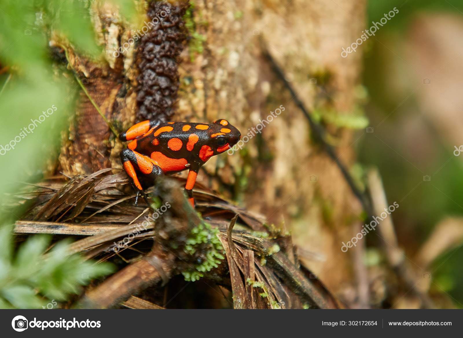 Oophaga Stock Photos, Royalty Free Oophaga Images | DepositPhotos