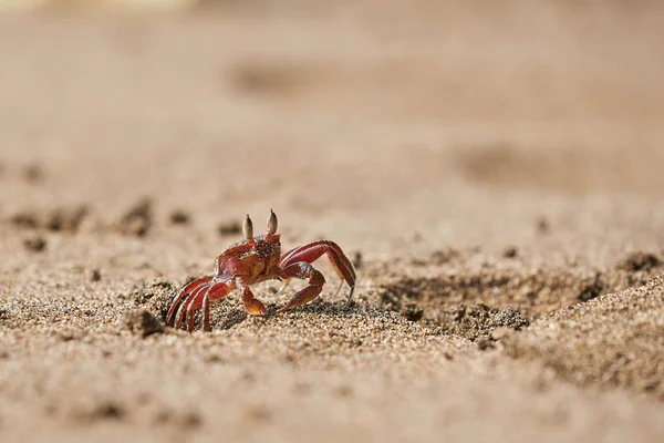 Krab widmo w piasku — Zdjęcie stockowe