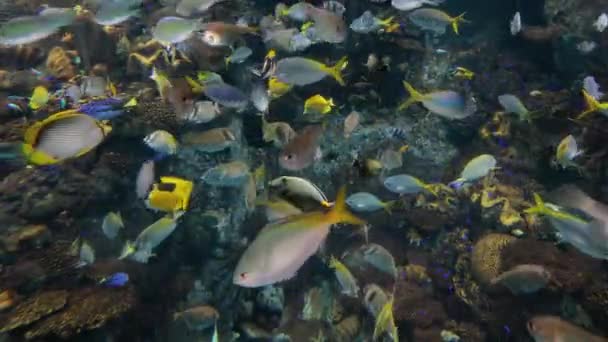 Pesci che nuotano sott'acqua — Video Stock
