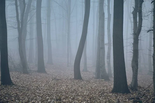 Niebla del bosque otoñal —  Fotos de Stock