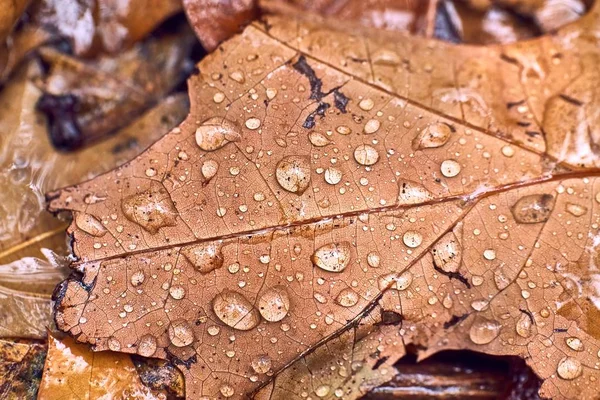 Őszi levél a földön esőcseppekkel — Stock Fotó