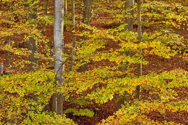 Herfst bos kleuren detail — Stockfoto