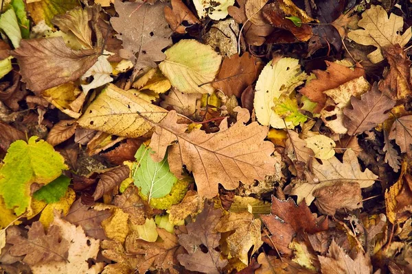 Hojas caídas de otoño —  Fotos de Stock