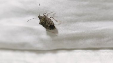 Besheets üzerinde tarama koku hata