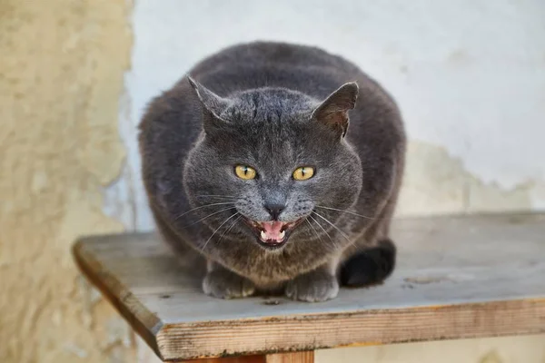 Katze als Bank — Stockfoto