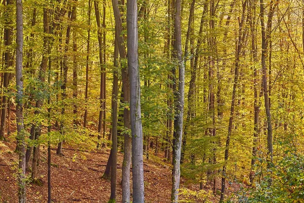 Colores de otoño en un bosque — Foto de Stock