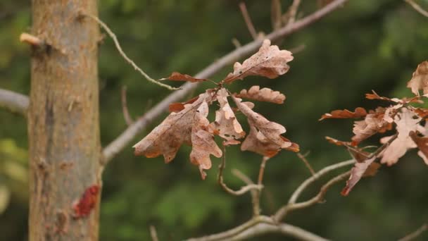 Осіннє листя дерев — стокове відео