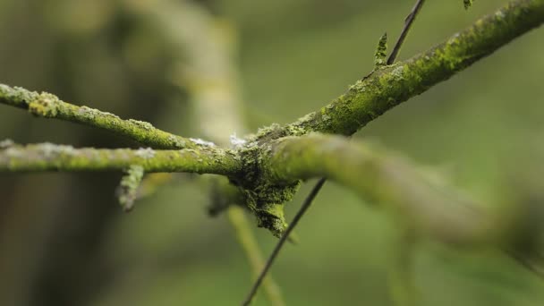 Herbst trockener Ast Makro — Stockvideo