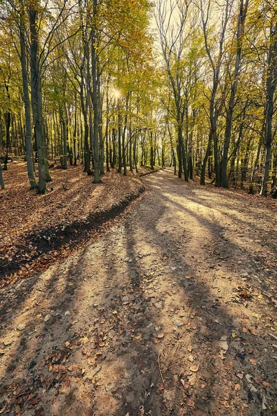 Camino del bosque otoñal entre árboles —  Fotos de Stock