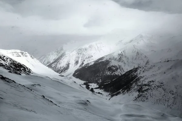 Winterwald Schneesturm und Nebel — Stockfoto