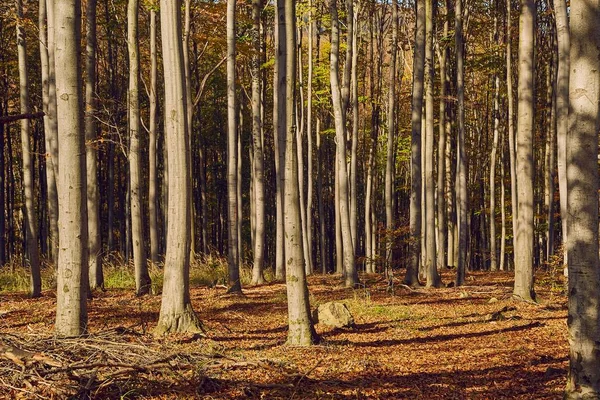 Colores de otoño en un bosque —  Fotos de Stock