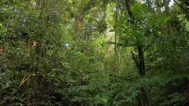 Forêt tropicale humide luxuriante