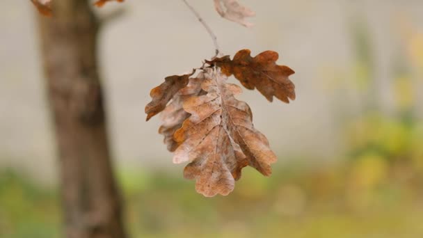 Hojas de árboles de otoño — Vídeos de Stock