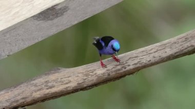 Yağmur ormanındaki küçük tropikal kuş, kırmızı bacaklı bal sürüngeni.