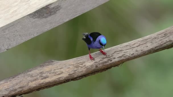 Pequena ave tropical em uma floresta tropical, madressilva de pernas vermelhas — Vídeo de Stock