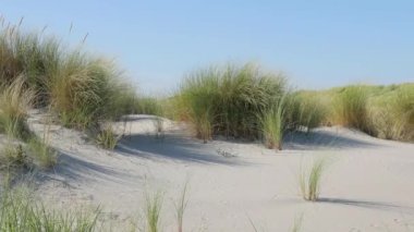 Çimenli kum tepeleri