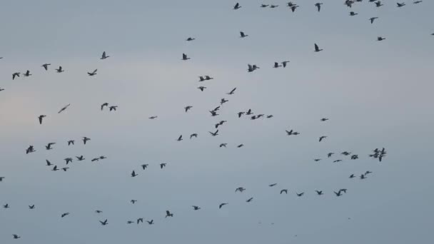 Muchos gansos volando — Vídeo de stock