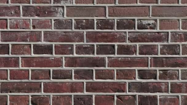 Brick Wall Closeup — Stock Video