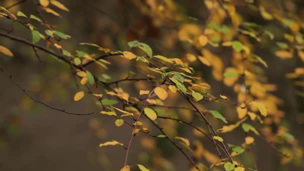 Feuilles d'arbres d'automne — Video