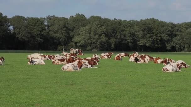 Коровы на ферме — стоковое видео