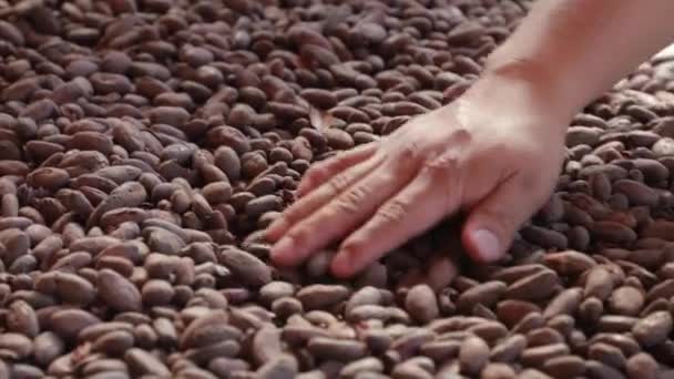 Habas de cacao recogidas a mano — Vídeos de Stock