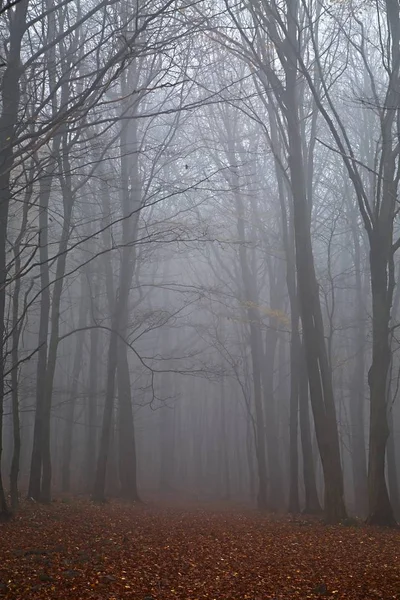 Осінній ліс туман — стокове фото