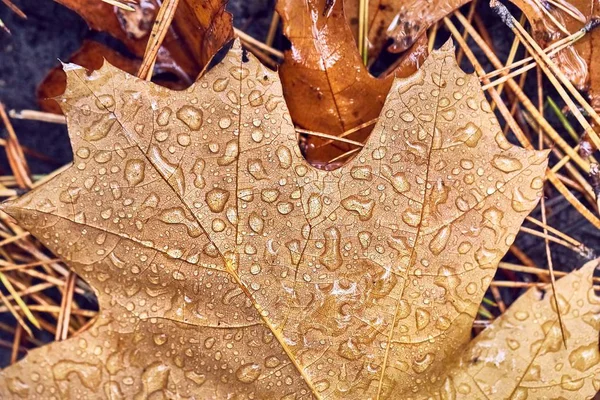 Feuille d'automne sur terre avec gouttes de pluie — Photo